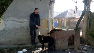 Zúboženého psíka držali na krátkej reťazi a nedávali mu jesť