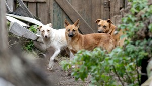 Na ženu zaútočila svorka túlavých psov. Starosta poukázal na zdroj problému