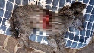 Pudlík, ktorého zabili rotvajlery, bol bez vodítka. Majiteľka dostala pokutu