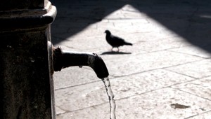 Boj proti holubom. Vystrašiť ich majú tieto sochy