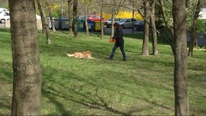 Psíčkari pozor! V Bratislave údajne niekto rozsypal jed na potkany