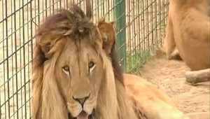 Pytliaka zožrali levy. Zostala len hlava