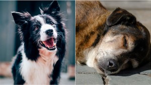 Váš pes možno trpí a vy to ani neviete: TIETO varovné signály neignorujte!