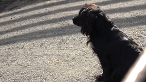 Psík rozhrýzol mužovi vinič, on ho za to bil a strieľal po ňom vzduchovkou