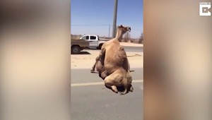 Ťavy zablokovali premávku v Dubaji. Mali prozaický dôvod