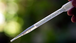 Na Slovensku riziko nehrozí, naše komáre vírus zika neprenášajú