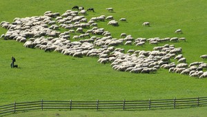 V ovčom aj kozom mlieku zistili vírus kliešťovej encefalitídy. Ide o farmy na Slovensku