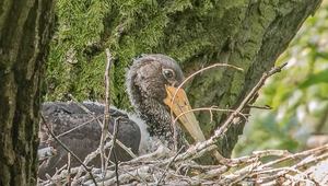 Nezvyčajný nájomník: Hus divá sa nasťahovala do hniezda bociana