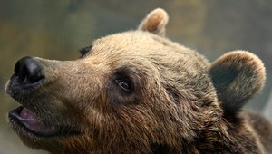 Týždeň v politike: Šimkov pád aj medvedí špeciál