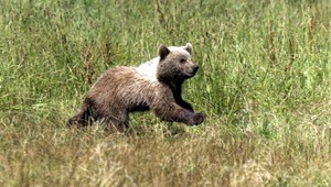 Ženy zachránili medvedíka, chcela ho zožrať vlastná mama