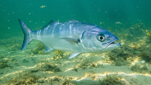 Morská piraňa vyčíňa pri Malorke. Napadla ďalšieho človeka