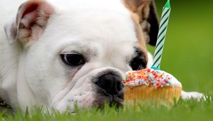 Aj domáci miláčik si môže pochutnať na torte. Ak pán zaplatí 50 €