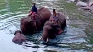 Gravidná slonica zahynula po tom, čo zahryzla do ananásu s výbušninami