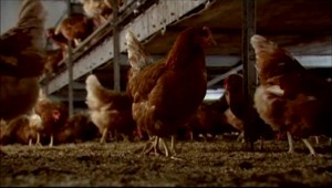 V okrese Prešov veterinári potvrdili vtáčiu chrípku