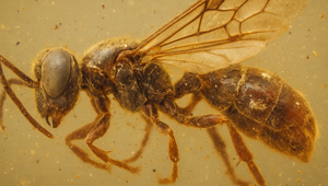 Záhadná osa v jantári prepísala dejiny evolúcie