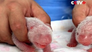 Obria panda porodila roztomilé dvojičky. Stali sa čínskou raritou