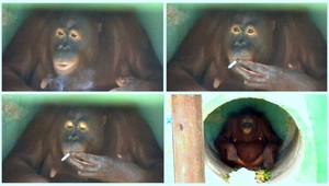 Máte opicu? Táto sa dokonca musí odnaučiť fajčiť!