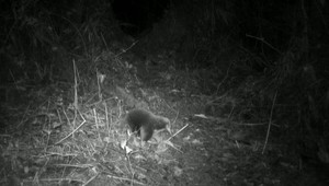 VIDEO: Paježura nevyhynula! Vedcom sa ju podarilo natočiť