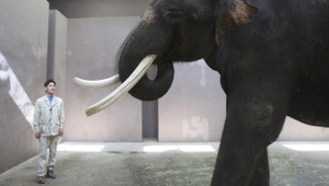 Toto je Koshik. Slon, ktorý vie hovoriť...