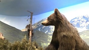 VIDEO: V múzeu "oživili" medvediu rodinku