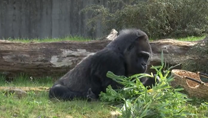 Najstaršia gorila na svete oslávila narodeniny. Ako darček dostala plný košík ovocia