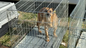 Po útokoch psov z osád prichádza riešenie: Mesto spustilo masívne čipovanie a kastrácie