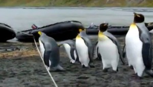 VIDEO. Frustrovaní tučniaci verzus lano na pláži