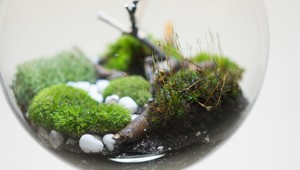 Aj v tmavých miestnostiach môžete pestovať rastliny: A nie hocijako