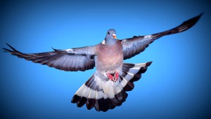 Poštové holuby. Sú to šikovní športovci!