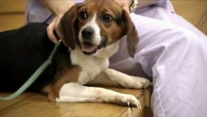 Juhokórejskí vedci naklonovali psa, ktorý svieti!