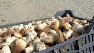 Zlatá hubárska sezóna! Predajcovia pri cestách majú hody