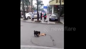 VIDEO: Pes sa snažil zachrániť svojho psieho kamaráta