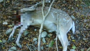 Ohavné! Ľudské hyeny ukojila odrezaná hlava