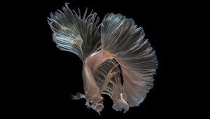 Úžasné fotky bizarných podmorských tvorov