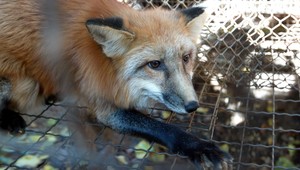 Besnota sa na Slovensko vrátila. Po deviatich rokoch