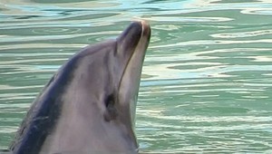 VIDEO: Delfín a desiatky živočíchov žijú v otrasných podmienkach. Ľudia sa búria