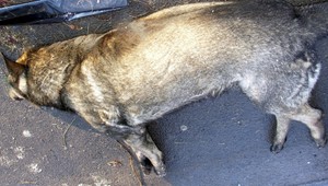 Muž zastrelil psa priamo na sídlisku