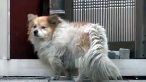 Obéznych zvierat pribúda. V strednej Európe je len psov s nadváhou 40 percent. Má ju aj ten váš?