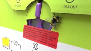 Čmeliaky lepšie opelia, navyše sú menej agresívne ako včely