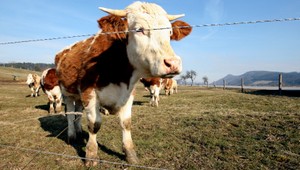 Útok v Karnej! Zlodeji prederavili kravám hlavy