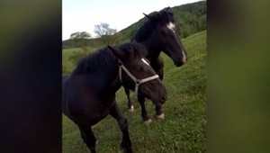 Na severovýchode zrejme pôsobí organizovaná skupina zlodejov koní. Naraz ukradli až desať zvierat