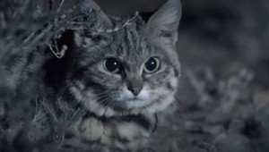 Nenechajte sa oklamať: Táto rozkošná mačička je v skutočnosti jeden z najväčších zabijakov!