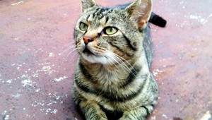 V Zlatých Moravciach sa stratil kocúrik Micko!