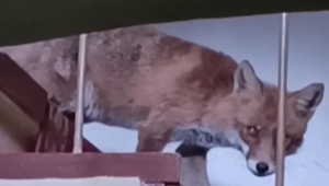 Kuriózny zásah: Líška s lupom ušla do domu, majiteľ zavolal hasičov a políciu