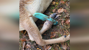 Skládky na Záhorí lákajú zver. Poľovníci varujú pred tragickými následkami