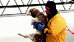 Pod premrznutým šteniatkom sa začal lámať ľad. Pomoc prišla v pravej chvíli