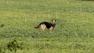 Kosti na zemi a v igelite vnútornosti. Nebezpečenstvo nákazy hrozí aj pre človeka