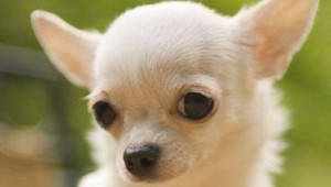 Najmenší štvornohí európski šampióni