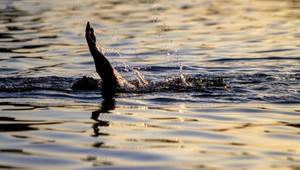 Francúz chce zdolať Pacifik. Denne bude musieť plávať až 9 hodín