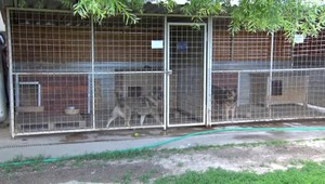 Útulok sa bráni pred otrávením psov.  Jed by mohol zabiť aj človeka